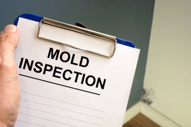 Best Mold Odor Removal Services  in Pierce City, MO